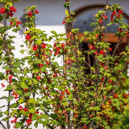 Kastiel فيلة Pravenec